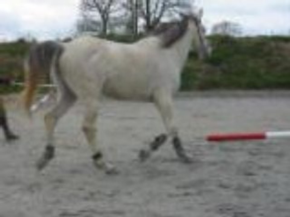 Première séance avec un licol américain