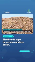 Siembra de soya de verano concluye al 85%
