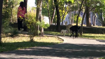 Por un caso en Colima, México está en riesgo de perder certificación como país libre de rabia