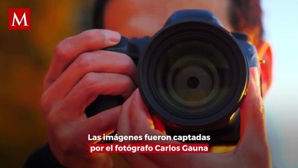 Investigadores filman en exclusiva a cría de tiburón blanco en California