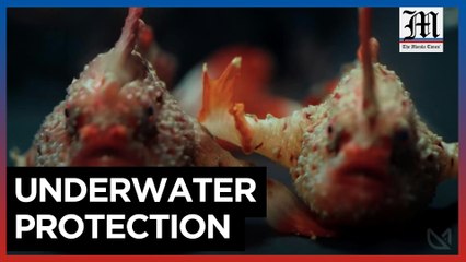 Australian scientists work to conserve rare handfish