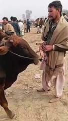 دوندا وچھا مناسب ڈیمانڈ میں اقبالنگر منڈی