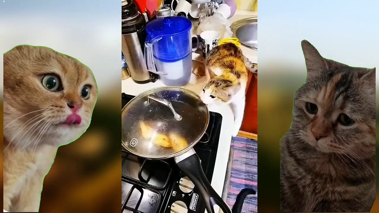 CAT MEMES COMPILATION FUNNY CATS FUNNY ANIMALS - Vidéo Dailymotion