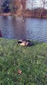 Goose kicked in head by teen at Guildford swan pond