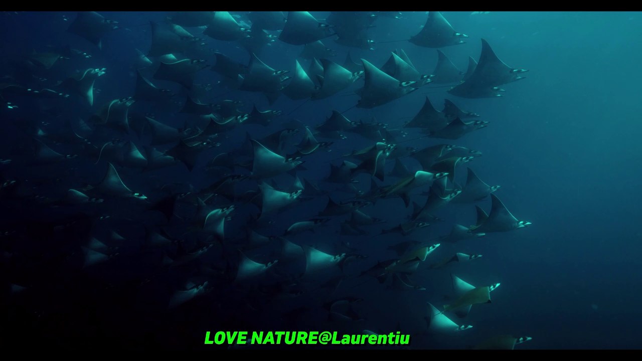 CameraRED DSMC2 HELIUM 8K S35 (RED Weapon Helium/RED Epic-W Helium)