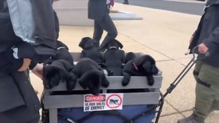 Police pups in training take a trip outside!
