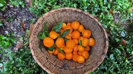 Artvin'de hasadı başladı, tam bir vücut koruyucu: 7 tanesi bir kilo geliyor!