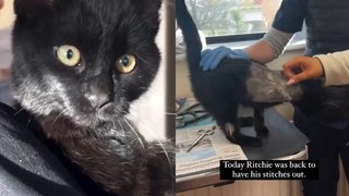 Three Legged Cat Find 'Fur-Ever' Home