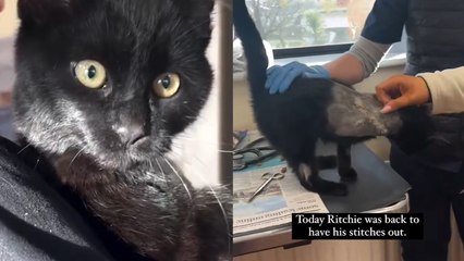 Three Legged Cat Find 'Fur-Ever' Home