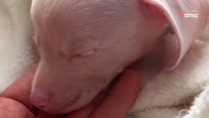 Il est né rose, sourd et aveugle : aujourd'hui, Porcinet est un chien complètement différent !