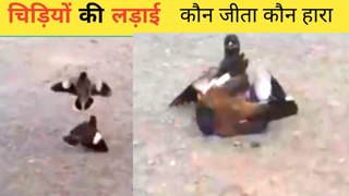 Birds fight | पक्षियों की लड़ाई | pakshiyon ki ladai | birds