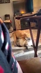 The Ultimate Cat Comedy Compilation  #Cat #Funny #Shorts