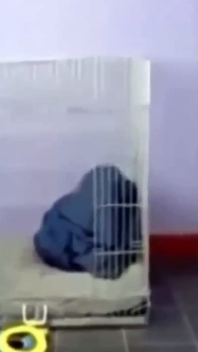 Ultimate Try Not to Laugh Challenge: Hilarious Dogs Edition!   #Funny  #Dog #Shorts