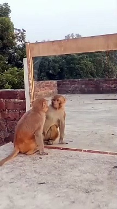 Monkey and Mirror...