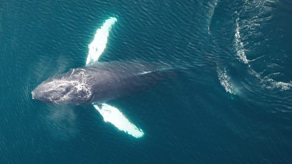 Humpback whale set up home near harbour in Iceland for three weeks delighting tourists and locals