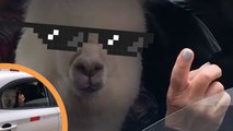 This Alpaca Takes a TAXI HOME from Work Every Day