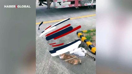 Tır şoförünün kedilerini böyle görenler şaşkınlığa uğradı