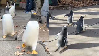 Watch these adorable penguins go for a walk