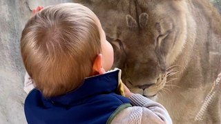 Sweet Moment Baby calms down Lioness