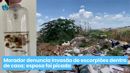 Morador denuncia invasão de escorpiões dentro de casa; esposa foi picada
