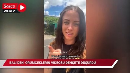 Bali'deki örümceklerin videosu TikTok'u dehşete düşürdü