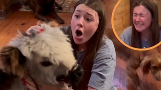 Girl gets a pet COW as a present!