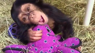 This baby chimpanzee is so cute!