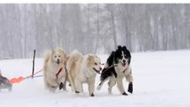 Husky sled dogs running in slow motion