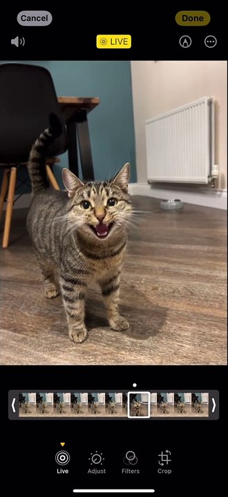 Le chat de Michael jackson
