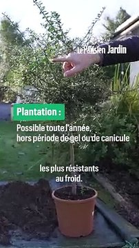 Comment planter un citronnier caviar ? Voici quelques conseils pour réussir sa culture en pleine terre !
