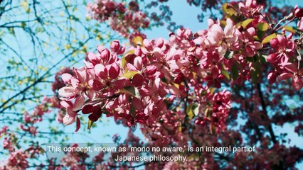 @ Sakura_ The Beauty and Cultural Significance of Japan's Cherry Blossoms