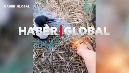 Ormanda yanan çalıları söndüren kargalar milyonlarca kez izlendi!