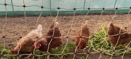 Jubilee Farm in Glynn is Northern Ireland's first community-owned farm