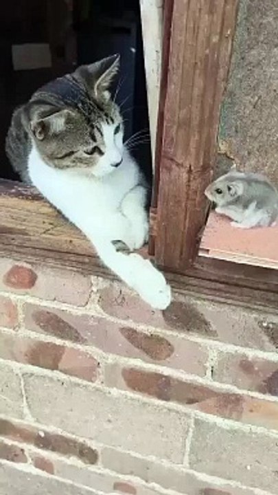 _._._._.__#cat_#cats_#catsofinstagram_#of_#catstagram_#catlover_#catlife_#instagram_#catlovers_#kitten_#instacat_#kitty_#pet_#cute_#love_#meow