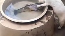 Cat_Fish___#attitude_#catsofinstagram_#catsagram_#catalunya_#cats_#catlover_#pendervision_#people_#power_#abstractart_#attitude_#Animals__#Catso