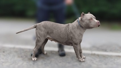 XL Bully ban: Thousands believed to be still unregistered as breed ownership is made illegal in England and Wales