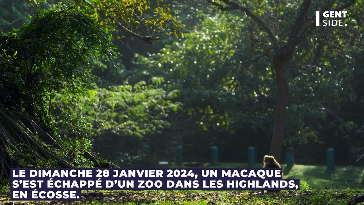 Un macaque apeuré s'échappe d'un zoo en Écosse, il est activement recherché