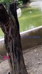 #shortsyoutube #decent shorts #duck