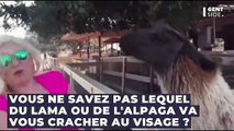 Différence entre lama et alpaga