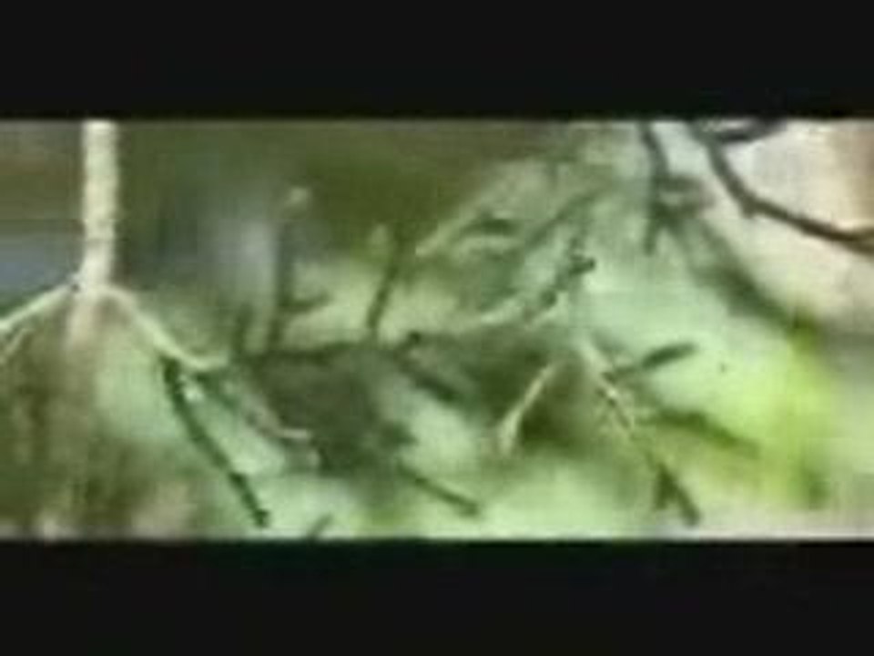 Persian Tree[1]...wmv