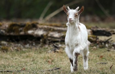Goats can read human emotions based on tone of voice