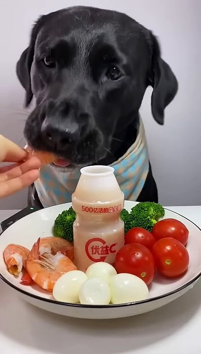 Our Puppy is Happy Enjoying Some Amazing Crunchy Food #dog #dogeat #fyp