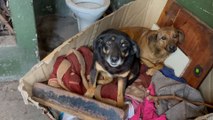 Dumped Dog Siblings Were So Scared To Get Rescued