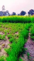 aaj  mai apna khet ka videos bna ke masti kiya