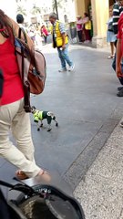 Tiny Police Dog Cleans Up the Streets