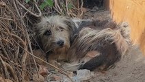 Abandoned Dog Learns To Trust Again After Making A Special Friend