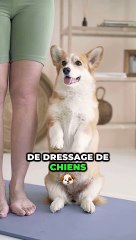 La FONCTION B-Roll de Submagic va t'aider à monter vite tes vidéos