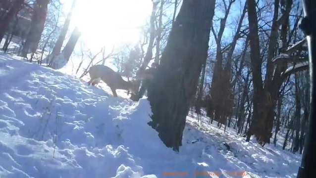Deer with antlers tangled in hammock rescued by Iowa police
