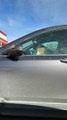 Impatient Beagle Honks Car Horn