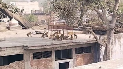 Download Video: About 60 monkeys were caught by placing cages at two places...watch video.